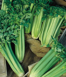 Tall Utah 52-70 Improved Celery